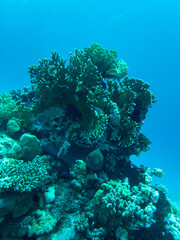 Landscape in Red sea, Egypt with moray
