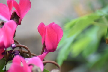 Blühendes Alpenveilchen