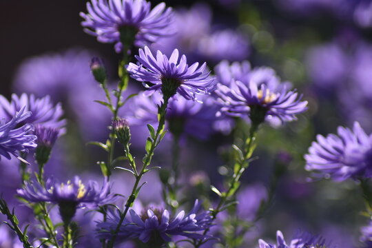 Bl&uuml;hende Herbstastern in der Herbstsonne