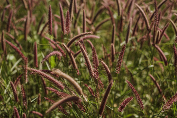 macro of a corn flower 