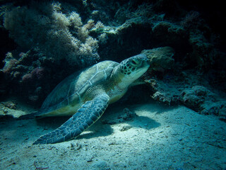 Naklejka na ściany i meble Green turtle in Red sea, Egypt