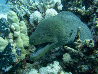 Moray eel portrait