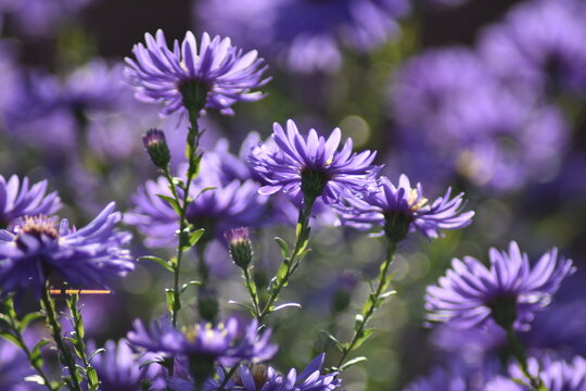 Bl&uuml;hende Herbstastern in der Herbstsonne