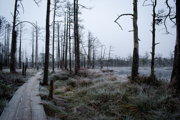 Fototapeta na wymiar Icy wooden plank trail through the beautifully mystic Latvian heath