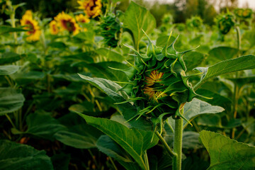 Green young sunflower bud on the field close up. Not a blooming flower sunflower