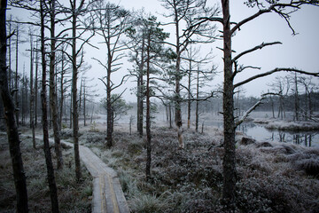 Icy wooden plank trail through the beautifully mystic Latvian heath