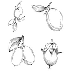 Jojoba tree and beans in graphic style hand draw on white background. Isolated object with engraved style illustration. The best for design logo, menu, label, icon, stamp.