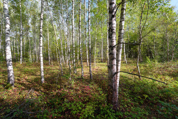 Silver birch wood in Grand-Voyeux Regional Nature Reserve . Île-de-France region
