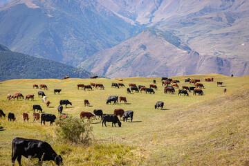 A herd of cows grazes in the meadows of the Caucasus Mountains.