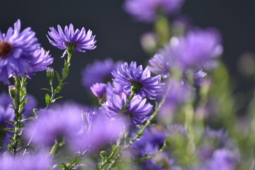 Blühende Herbstastern in der Sonne im Herbst
