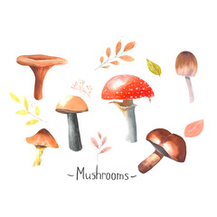 A set of autumn mushrooms and leaves painted with watercolour 