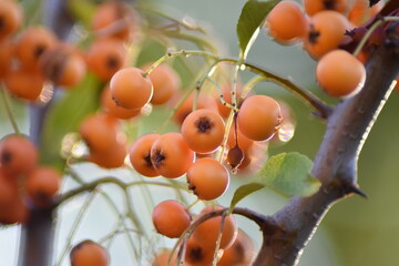 Feuerdorn 'Orange Charmer' - Früchte im Herbst