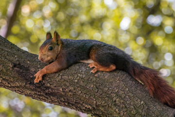 Red squirrel (Sciurus vulgaris) resting on the branch of a holm oak (Quercus ilex) with unfocused green background