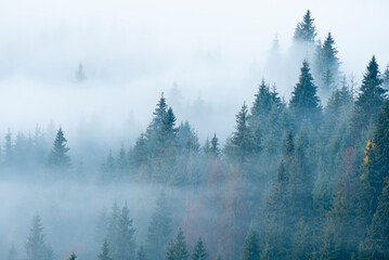 Landscapes pines, foggy morning