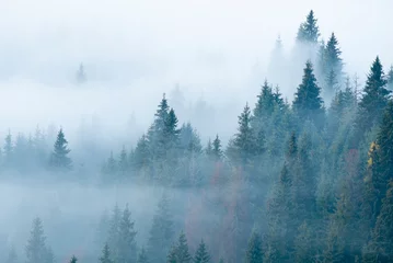 Zelfklevend Fotobehang Mistig bos Landscapes pines, foggy morning