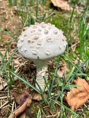mushroom in the grass