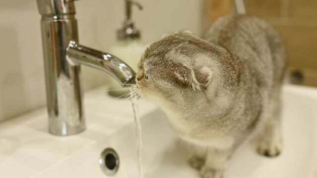 Cute kitty drinks tap water sitting in the sink