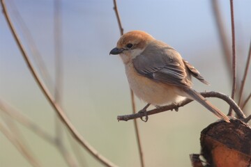 モズ幼鳥