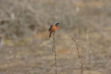 ジョウビタキ♂
