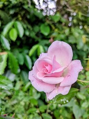 Pink rose in garden