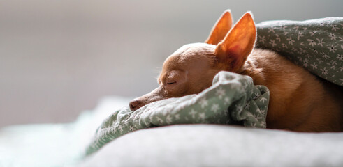 Brown purebred toy terrier dog lying under blanket side view with copy space.