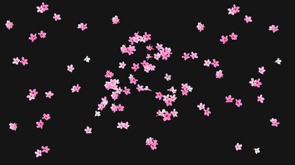 Isolated image of pink-flowered Adenium plant arranged on a black background suitable for background and textures.