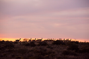 Guanaco, Lama Guanicoe,  Peninsula Valdes, Unesco World Heritage Site, Patagonia Argentina.