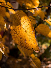 Close-up of yellow linden leaves on a tree branch. Beautiful sunny autumn. vertically. The texture of the leaves. pattern