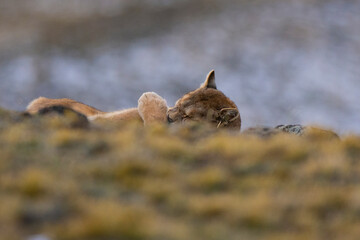 Wild Puma with a hand on his eyes, Torres del Paine National Park, Patagonia, Chile.