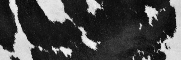 Black and White hair cow skin - real genuine natural fur, free space for text. Cowhide close up. Texture of a spotted cow coat. Fur long background