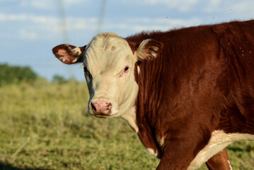 Cattle raising  with natural pastures in Pampas countryside, La Pampa Province,Patagonia, Argentina.