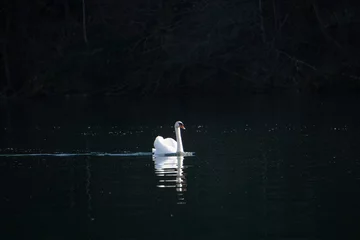 Foto op Plexiglas swan on river © Adrian