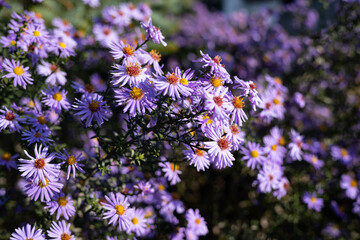 Purple flowers. Autumn flowering in the garden.