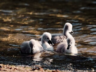 Fototapeta premium baby swans