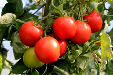Ripe red  tomato plant growing in farm greenhouse. Ripe natural tomatoes growing on a branch in a greenhouse