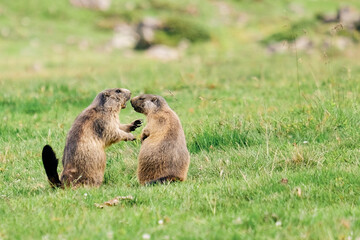 marmot