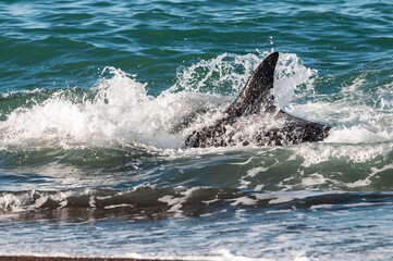 Obraz premium Killer whale hunting sea lions on the paragonian coast, Patagonia, Argentina