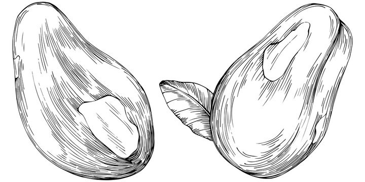 Brazilian nut or Brazil nut hand-drawn Vector Illustration isolated on background. Retro style farm product for restaurant menu, market label, logo, emblem, kitchen design. Decoration for packaging