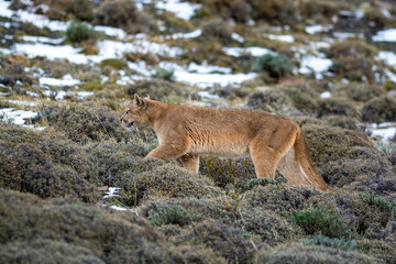 Puma walking in mountain environment, Torres del Paine National Park, Patagonia, Chile.