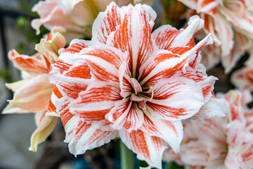 Beautiful red white hippeastrum, amaryllis flowers