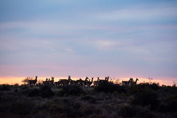 Guanaco, Lama Guanicoe,  Peninsula Valdes, Unesco World Heritage Site, Patagonia Argentina.