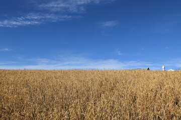 An oat field under a blue sky, Sainte-Apolline, Québec, Canada