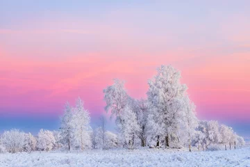 Fototapete Hell-pink Raureif auf den Bäumen und ein bunter Himmel