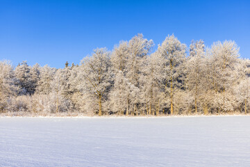 Field with snow by a frosty forest