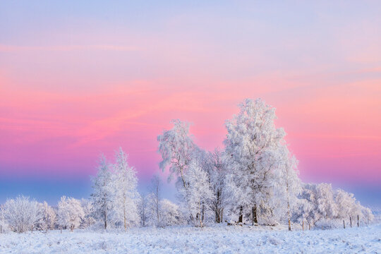 Hoarfrost on the trees and a colorful sky