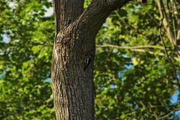 a thick trunk of a dry linden tree with a woodpecker bird foraging. the background is blurred green vegetation.