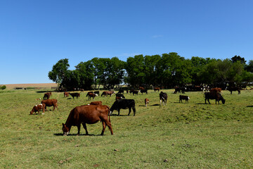 Fototapeta na wymiar Cattle raising with natural pastures in Pampas countryside, La Pampa Province,Patagonia, Argentina.