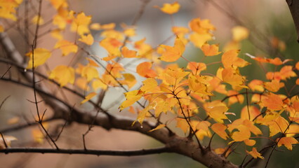 The beautiful autumn view with the colorful leaves on the tree in the city