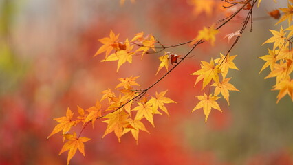 The beautiful autumn view with the colorful leaves on the tree in the city