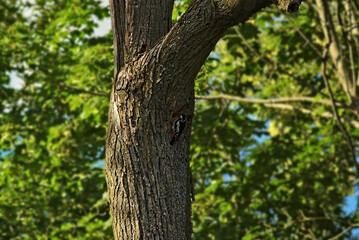Woodpecker with a red head sits on the bark of an old linden tree in search of wood grubs